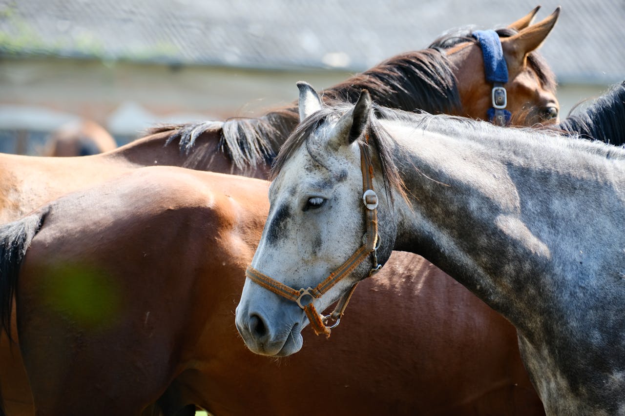 A serene close-up of horses standing together in a sunlit pasture, showcasing their natural beauty.