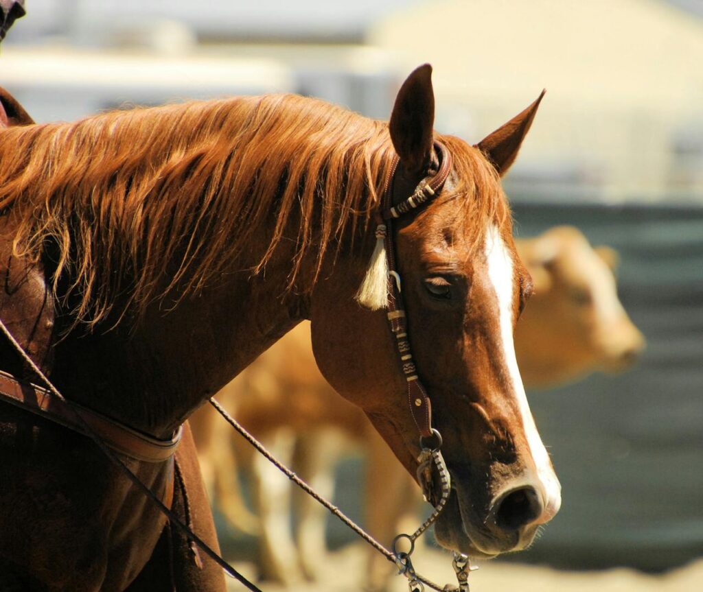 pexels-photo-632316 Close-up portrait of a brown horse with equestrian gear outdoors.